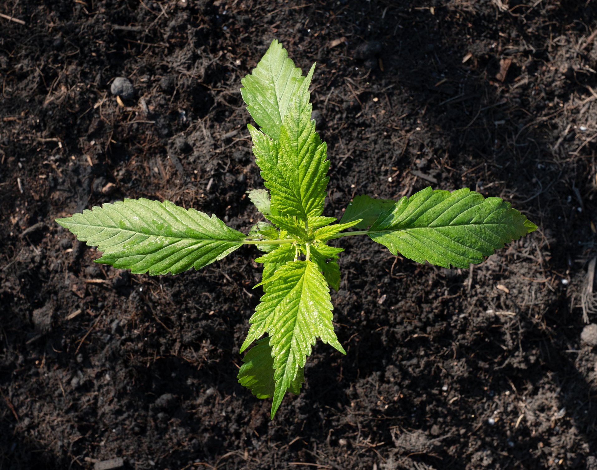 Frisian duck cannabis breed marijuana growing in the ground