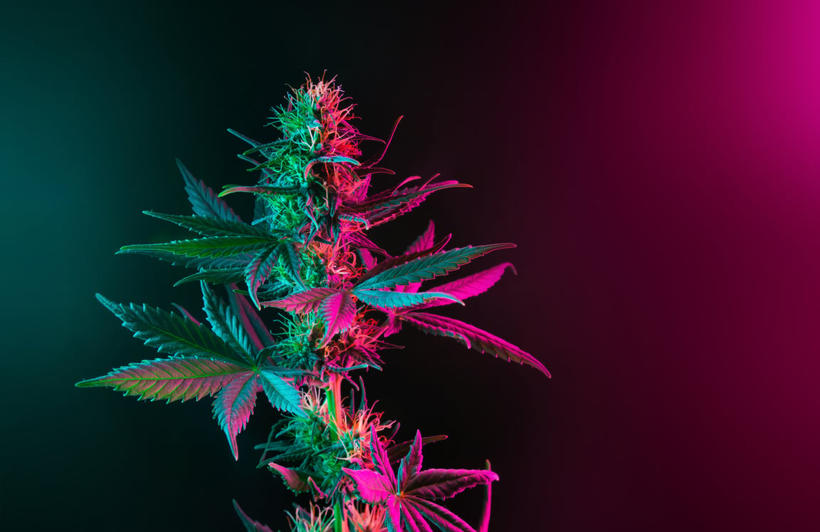 Colorful Cannabis Plant with Purple Pink Leaves