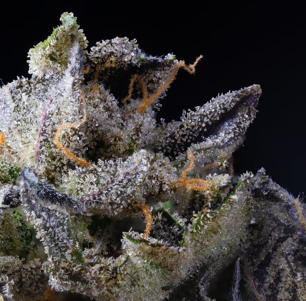 Cannabis Nug Closeup 