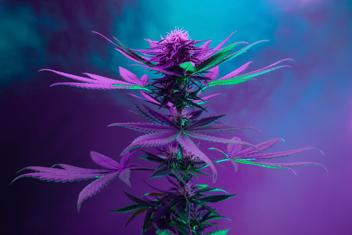 Purple Cannabis Plant. Marijuana Artistic Vibrant Background